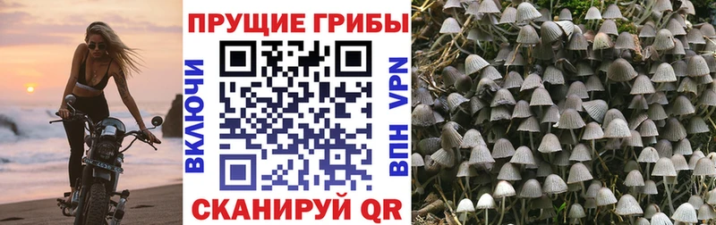 Купить где  Углегорск  Галлюциногенные грибы прущие грибы 